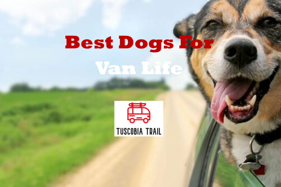 Best Dogs For Van Life