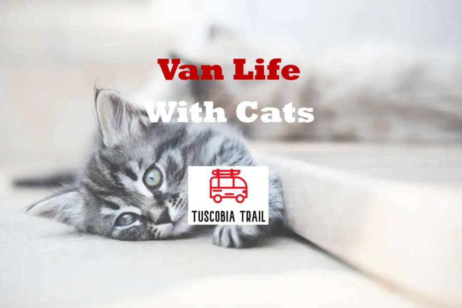 Van Life With Cats